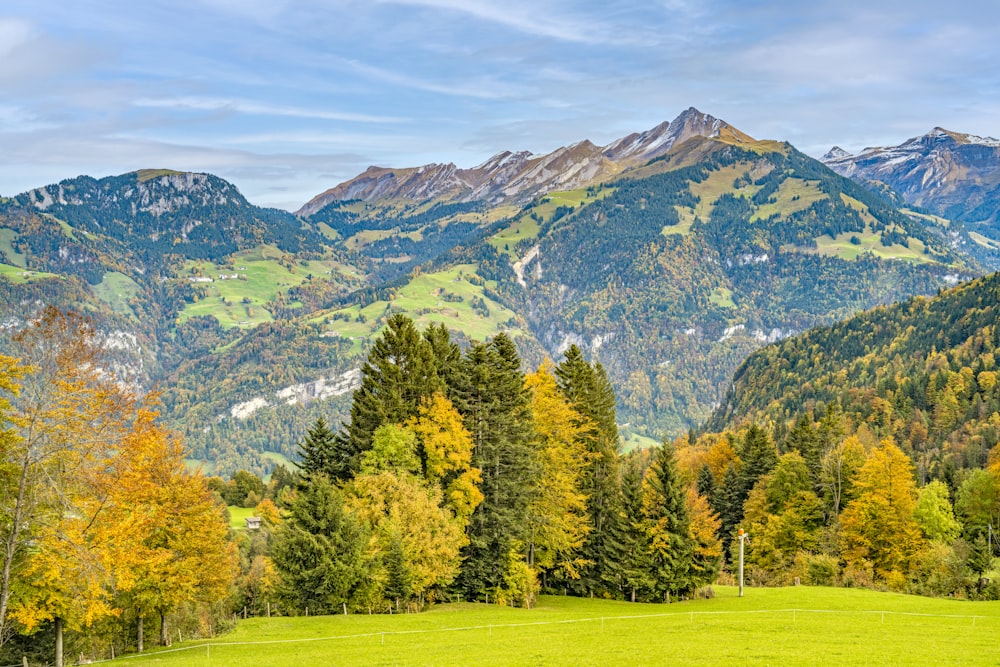 a green field with trees and mountains in the background