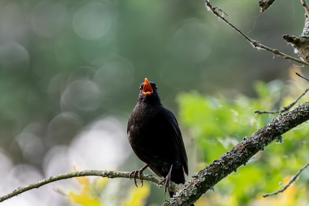 a black bird with an orange beak sitting on a branch