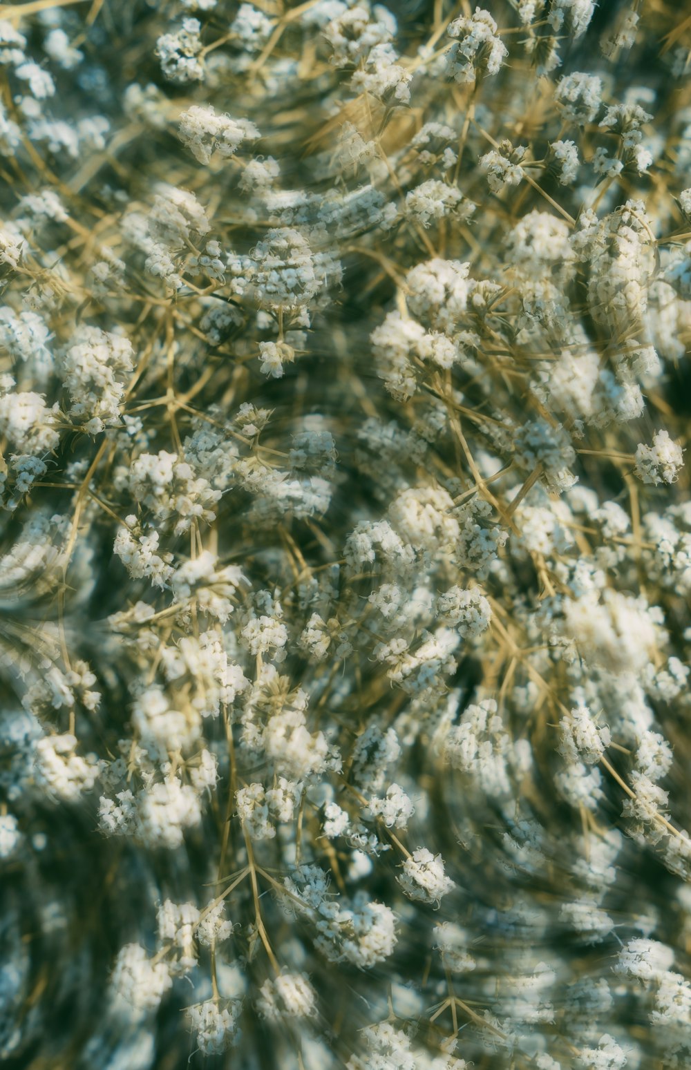 a close up of a bunch of white flowers