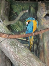 A vibrant blue and yellow parrot rests on a branch within a jungle-themed enclosure. The background features lush green foliage and tree trunks, creating a natural, forest-like setting.