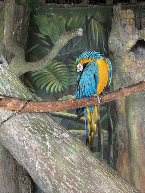 A vibrant blue and yellow parrot rests on a branch within a jungle-themed enclosure. The background features lush green foliage and tree trunks, creating a natural, forest-like setting.