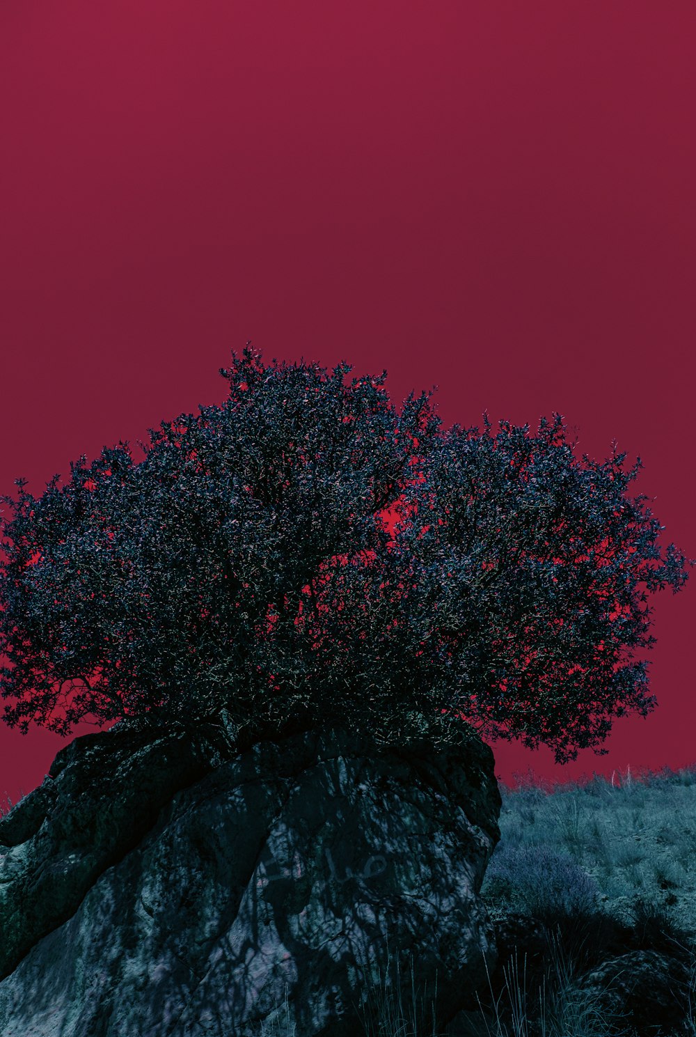 a lone tree on a rocky outcropping under a red sky