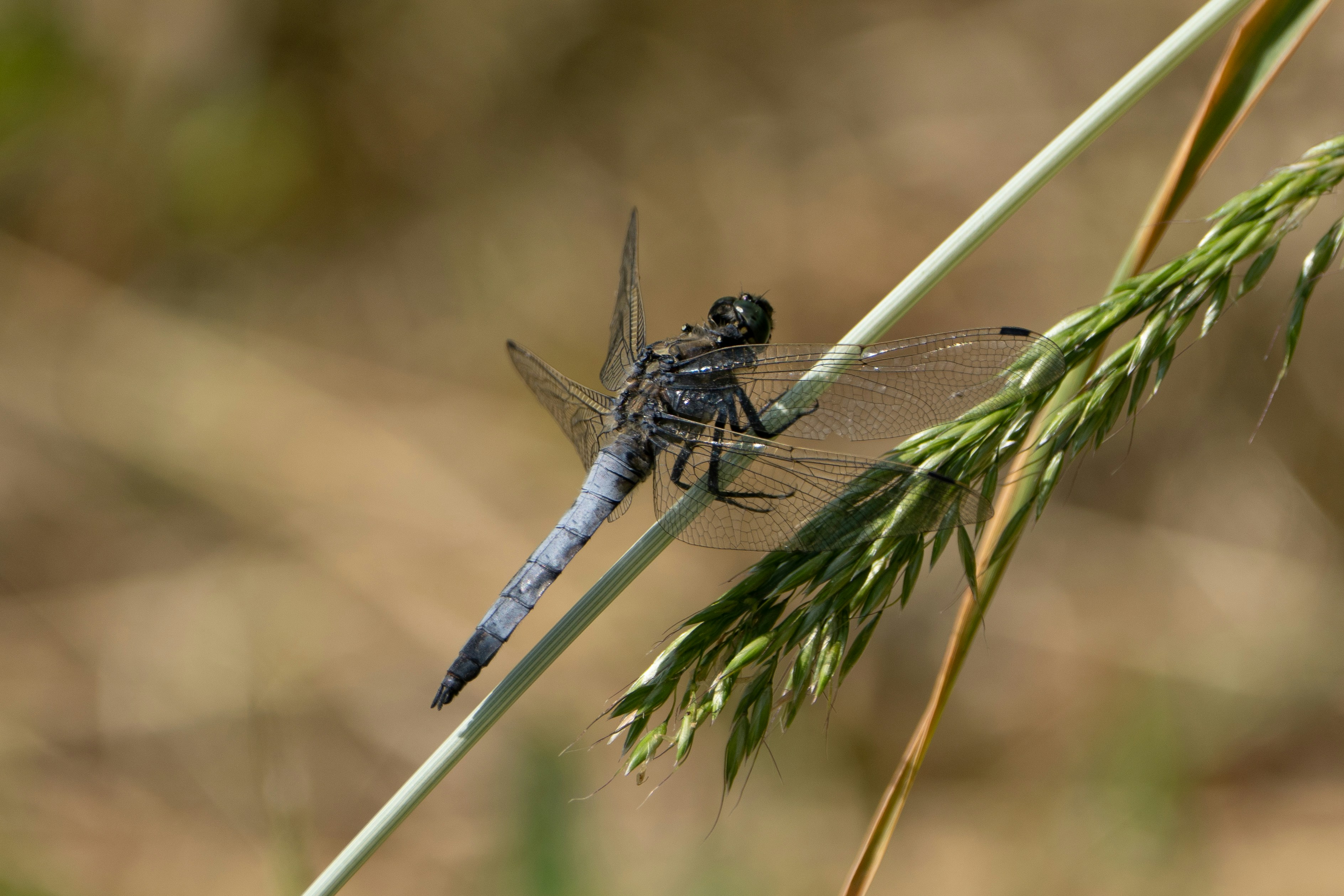 Photo by ronan_hello