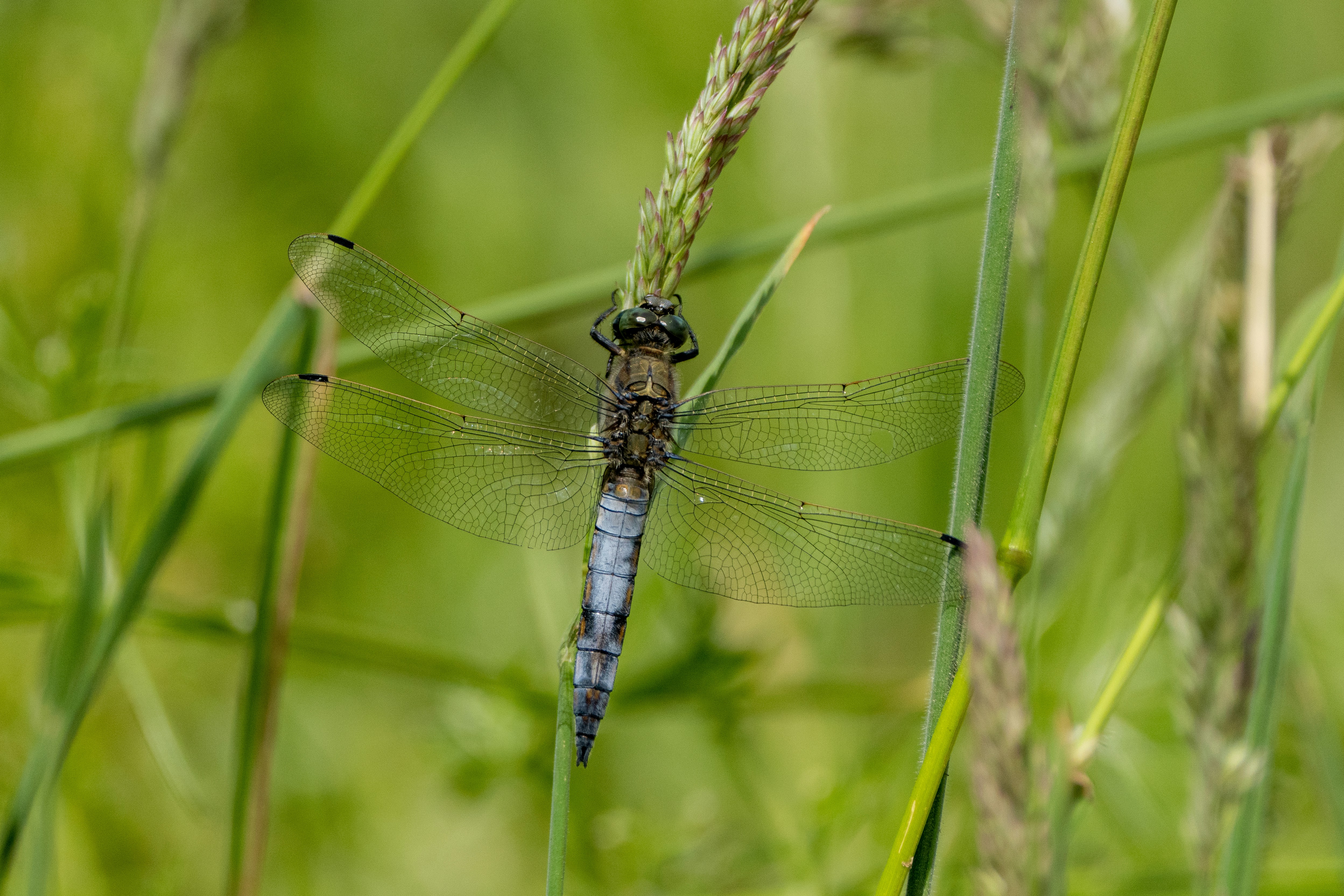 Photo by ronan_hello