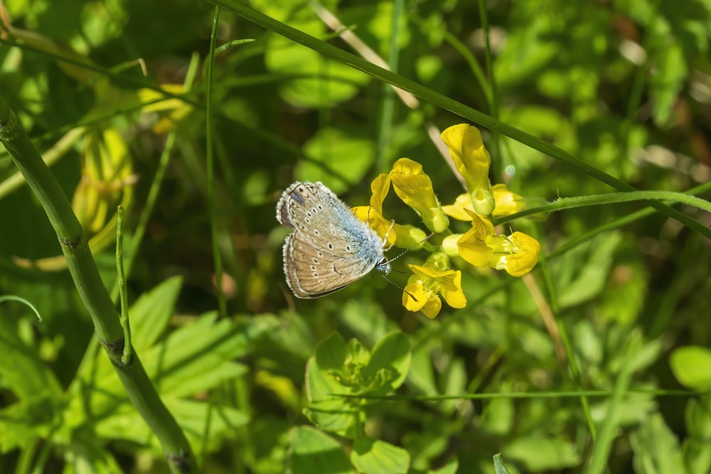 a blue butterfly sitting on top of a yellow flower