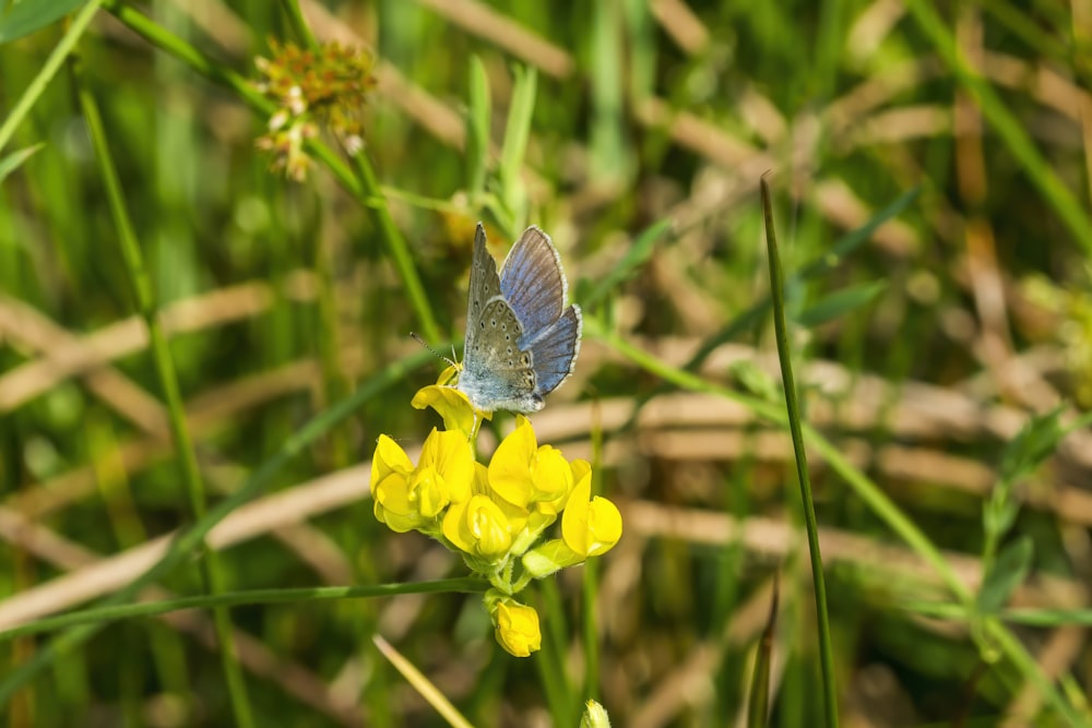 a small blue butterfly sitting on a yellow flower