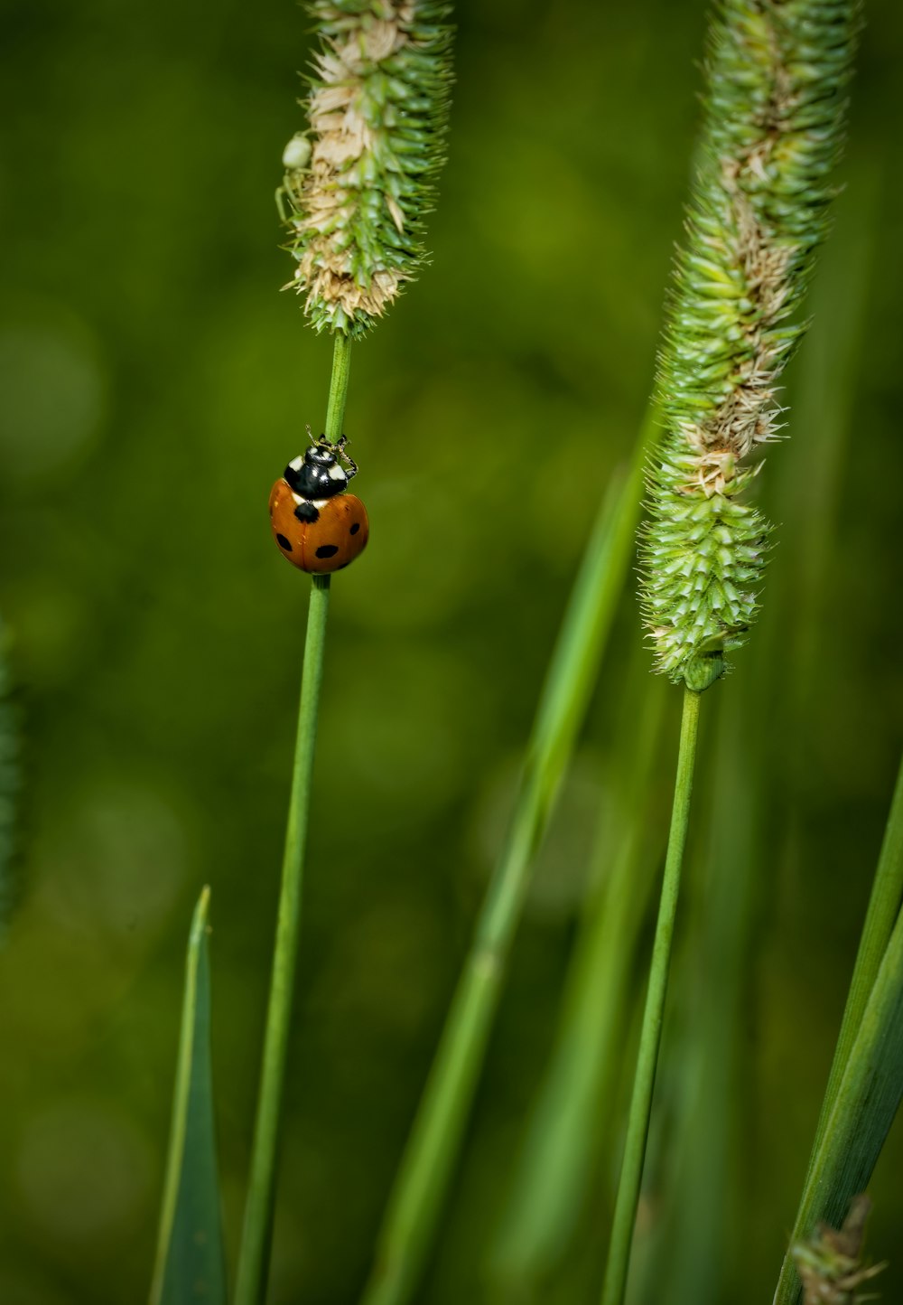 a lady bug sitting on top of a green plant