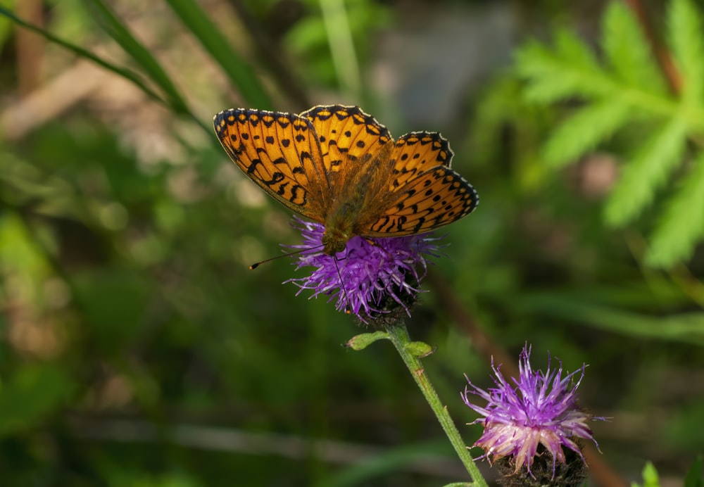 a butterfly sitting on top of a purple flower