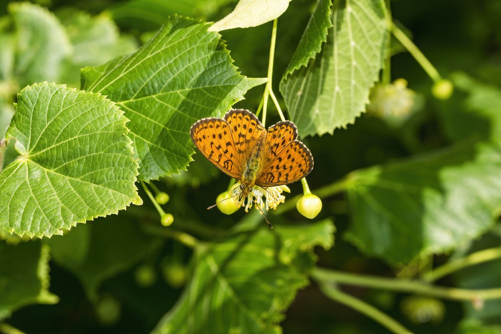 a couple of butterflies sitting on top of a green leaf