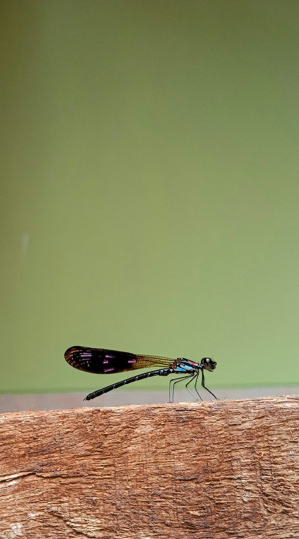 a bug sitting on top of a piece of wood