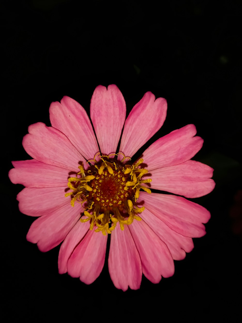 a pink flower with a yellow center on a black background
