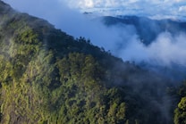 A lush, green mountainous landscape partially covered by a layer of mist and clouds, with sunlight casting a warm glow over the foliage. The scene conveys a sense of tranquility and natural beauty.
