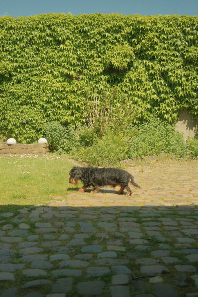 Harbor Hound Coat
