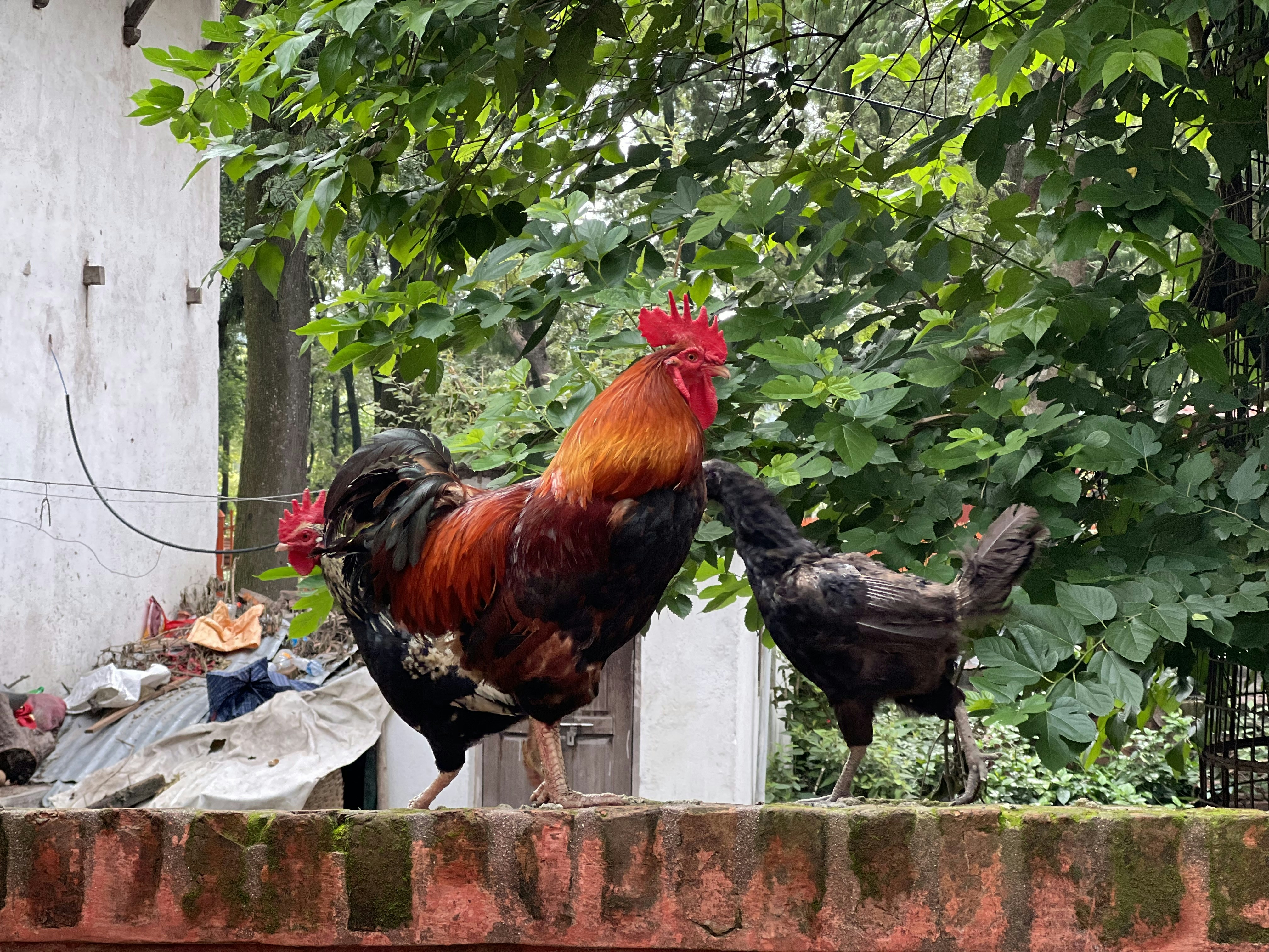 a rooster and a rooster standing on a brick wall