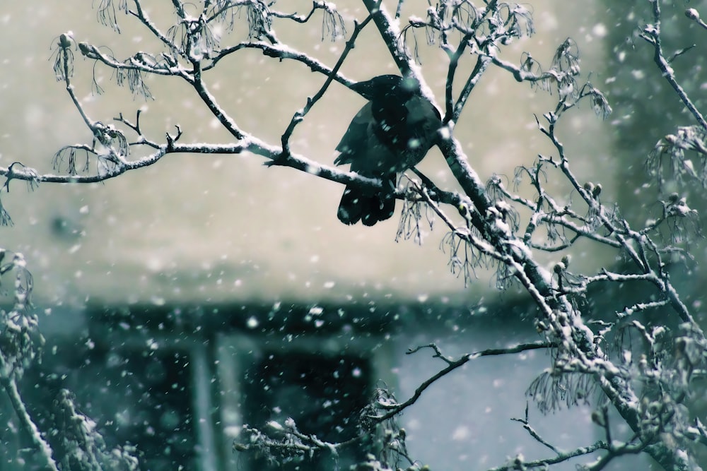 a bird sitting on a tree branch in the snow