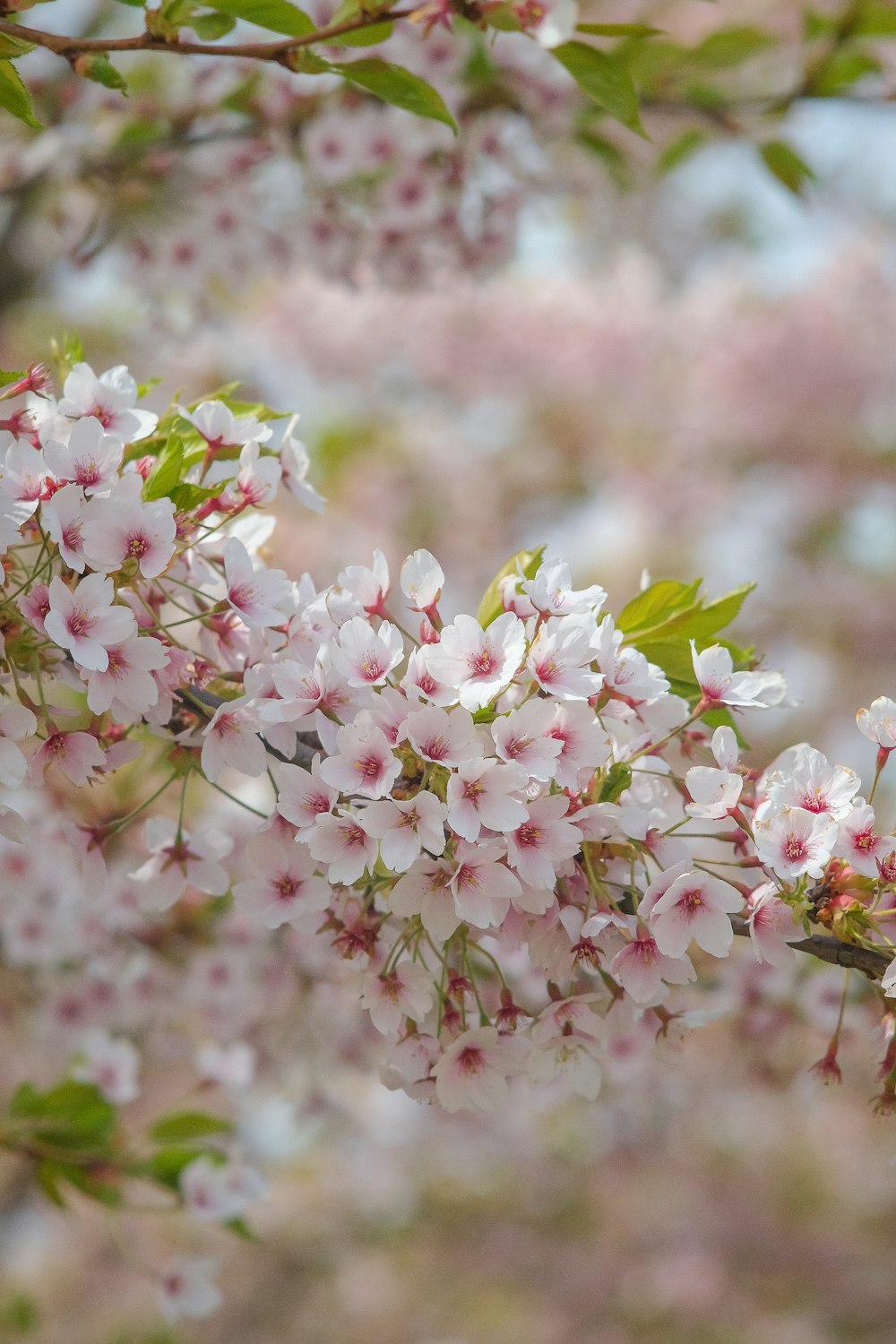 a close up of a tree with pink flowers