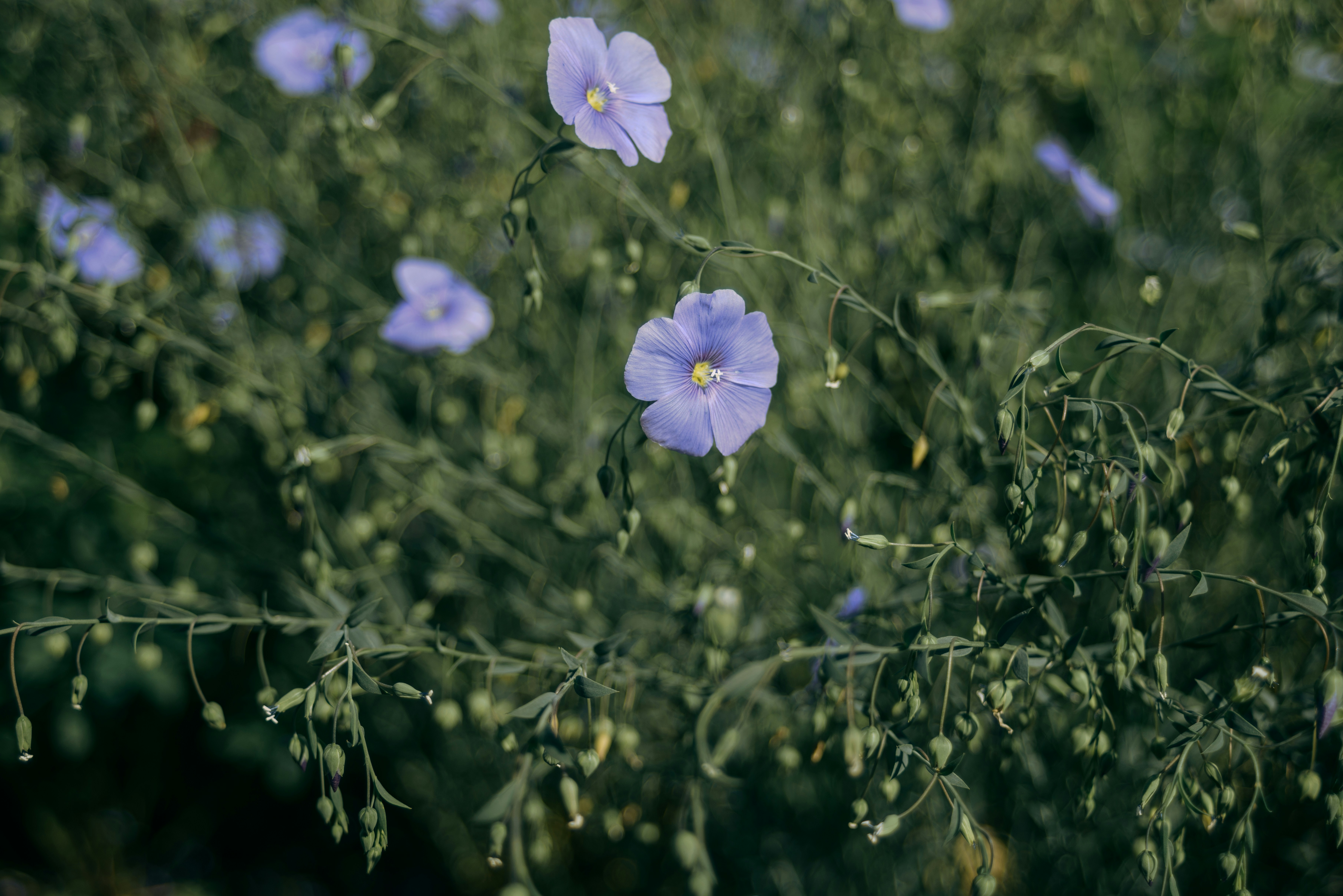 Photo by torirori