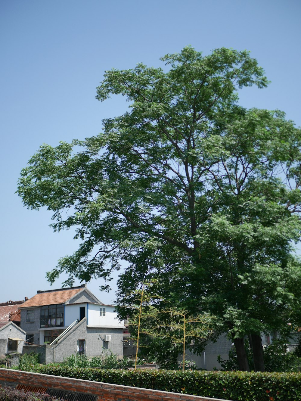 a large tree in front of a house