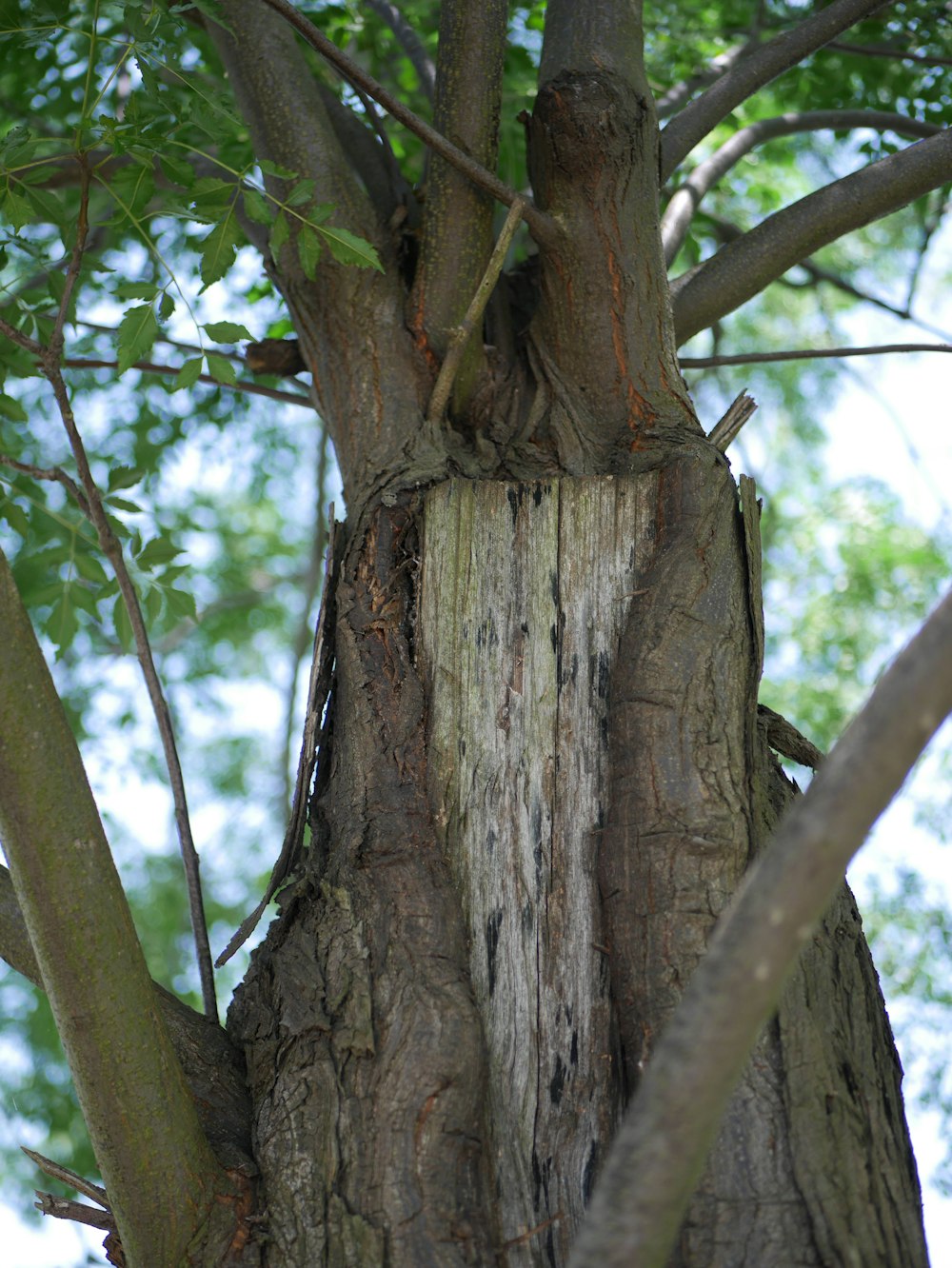 a tree that has a hole in it