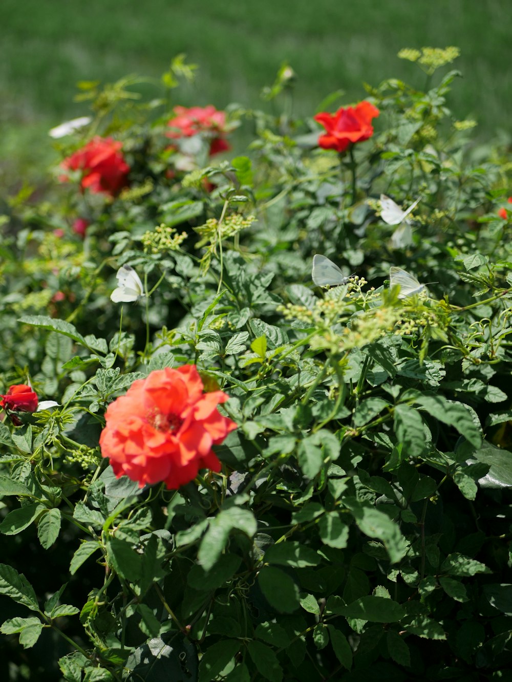 a bush of red flowers with green leaves