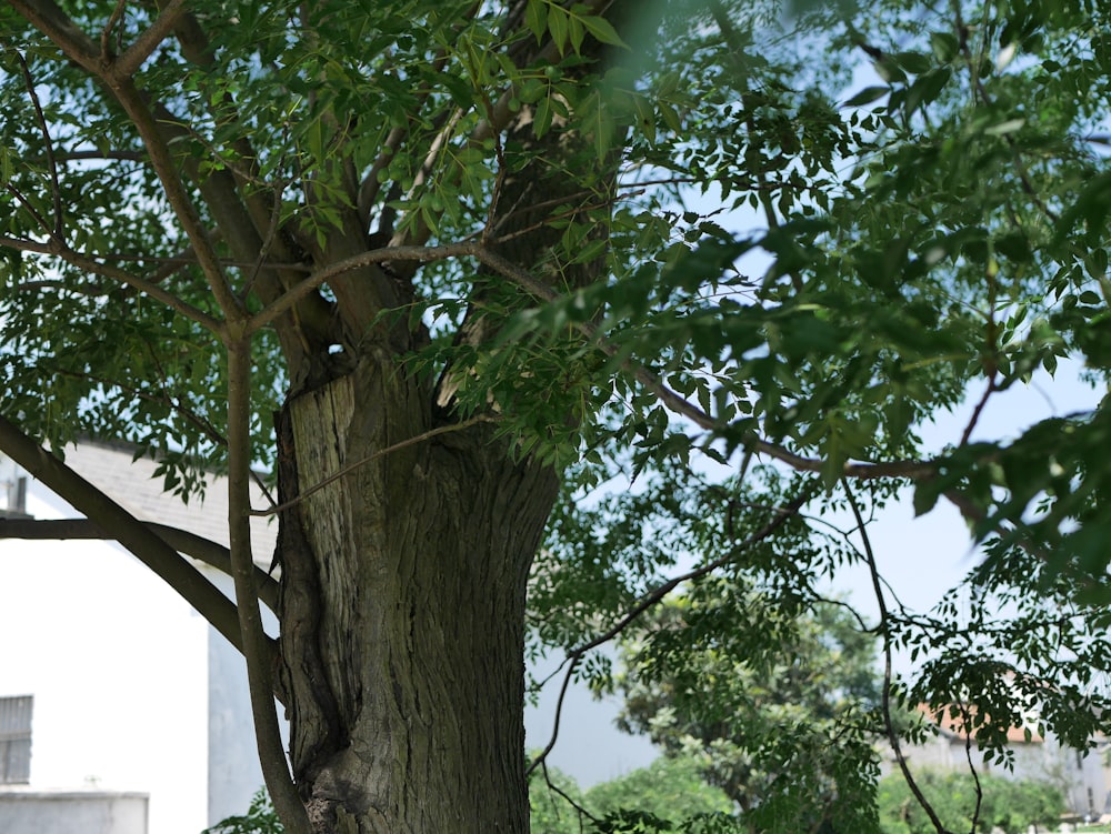 a bench under a tree in a park