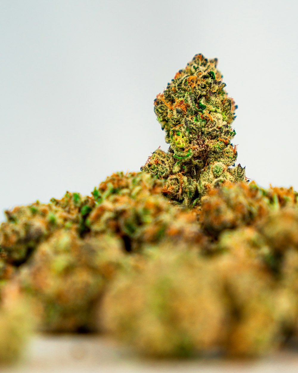 a close up of a marijuana plant on a table