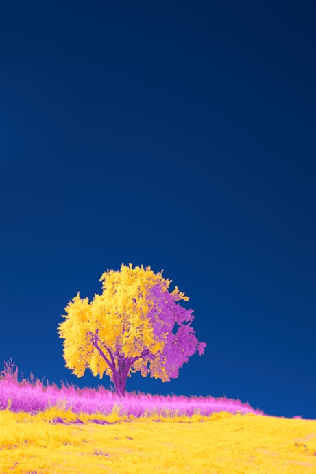 a lone tree in a field of yellow and purple