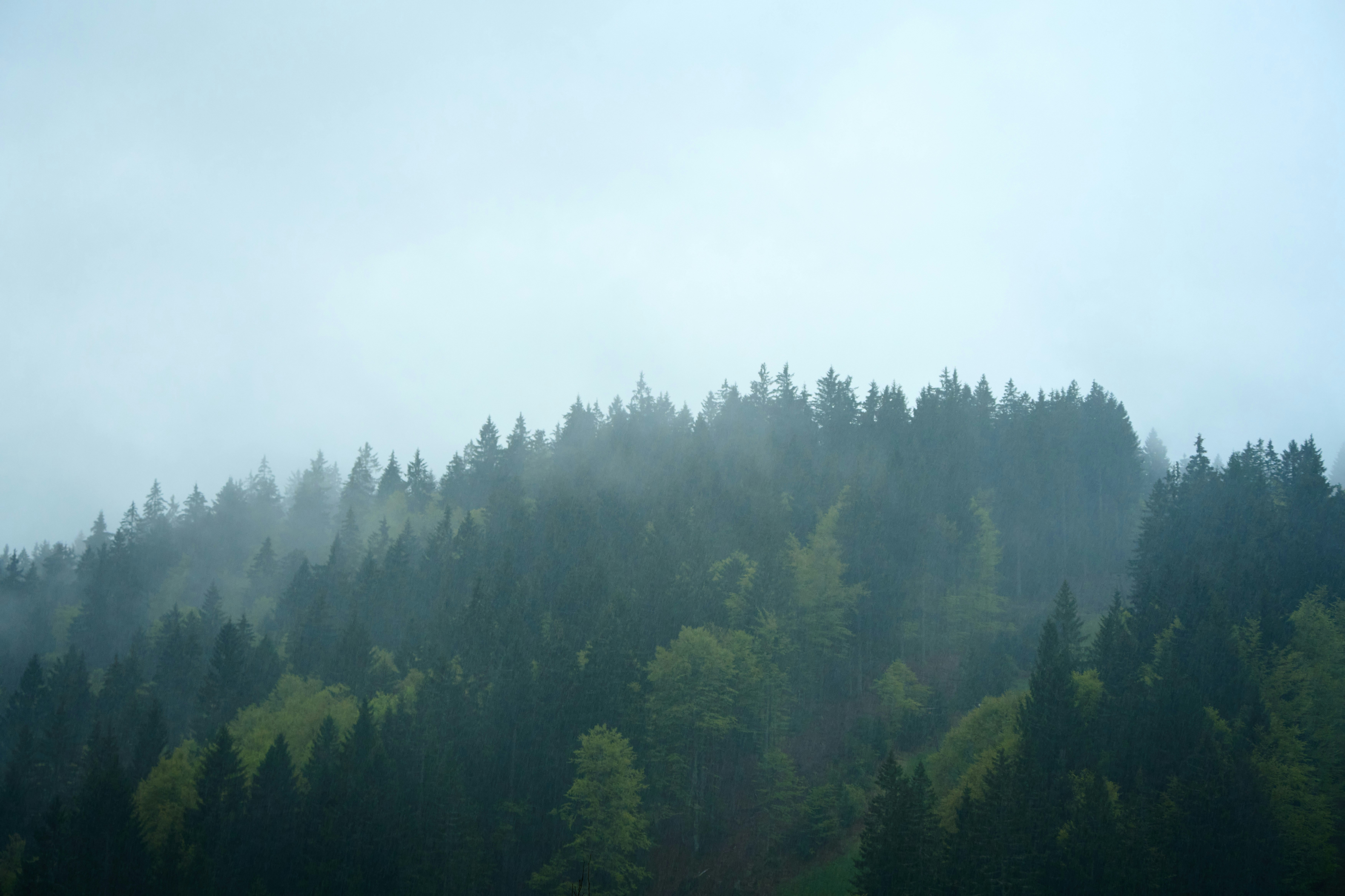 Photo by wolfgang_hasselmann