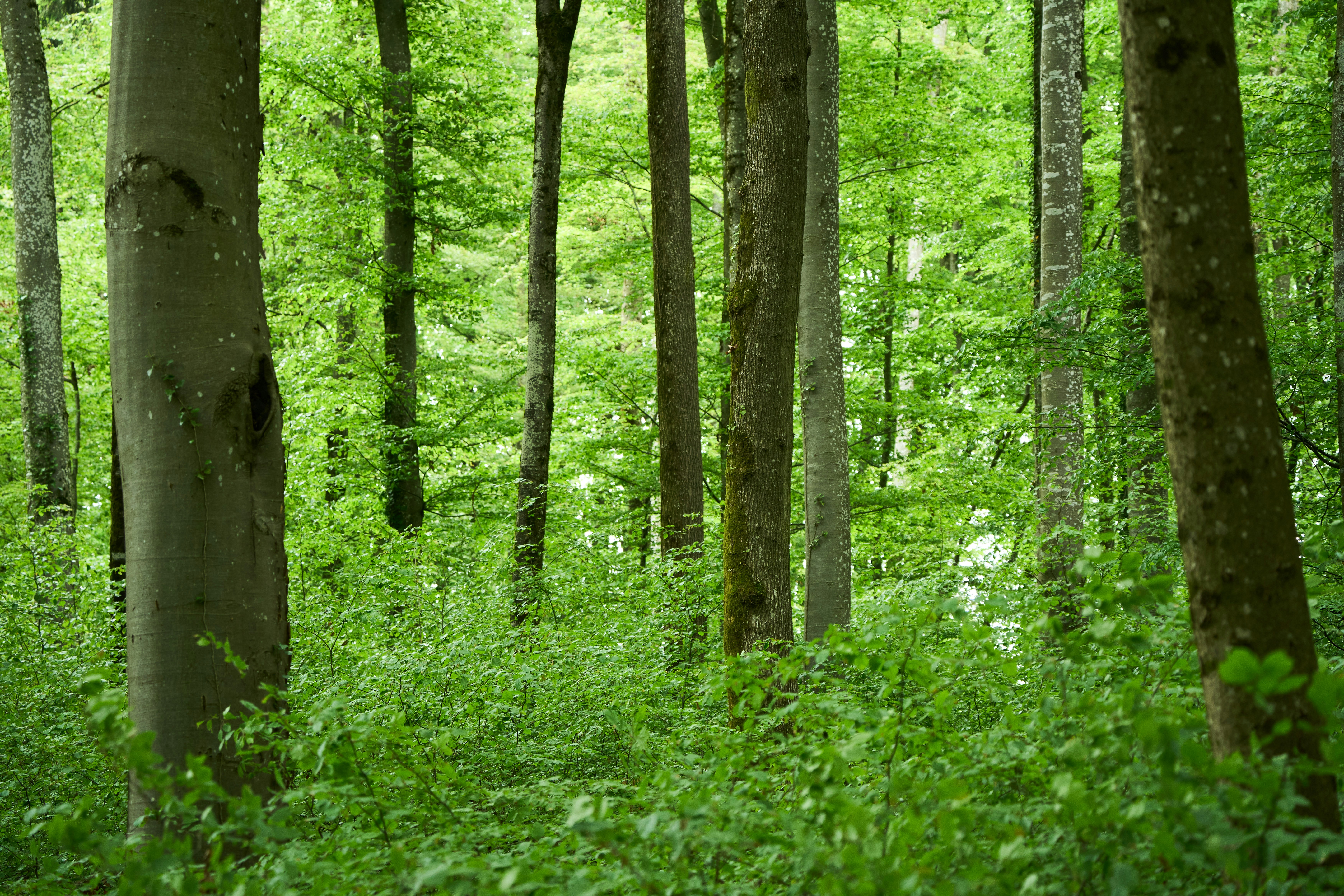 Photo by wolfgang_hasselmann