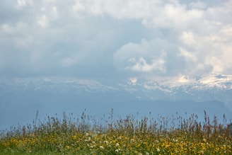 A peaceful natural landscape showing a vibrant meadow with wildflowers and distant trees.