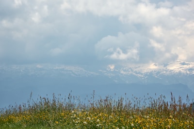 A peaceful natural landscape showing a vibrant meadow with wildflowers and distant trees.