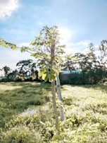 Freshly harvested moringa leaves laid out in the sun to dry.
