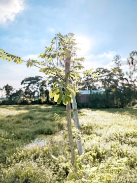A vibrant display of moringa leaves and products.