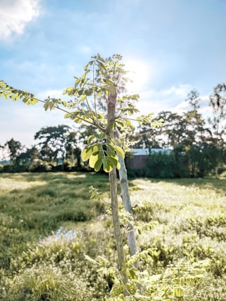 A smiling farmer holding fresh moringa drumsticks in a lush green field under a bright sky.