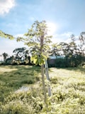A young moringa plant with fresh green leaves stands against a bright sky. The sun shines behind, casting a glow around the leaves. The background features a lush green field and distant trees, creating a serene rural landscape.