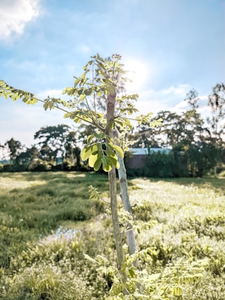 A young moringa plant with fresh green leaves stands against a bright sky. The sun shines behind, casting a glow around the leaves. The background features a lush green field and distant trees, creating a serene rural landscape.