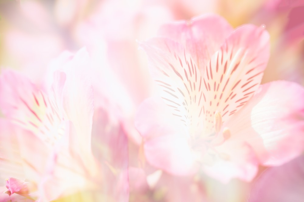 a close up of a pink flower with a blurry background