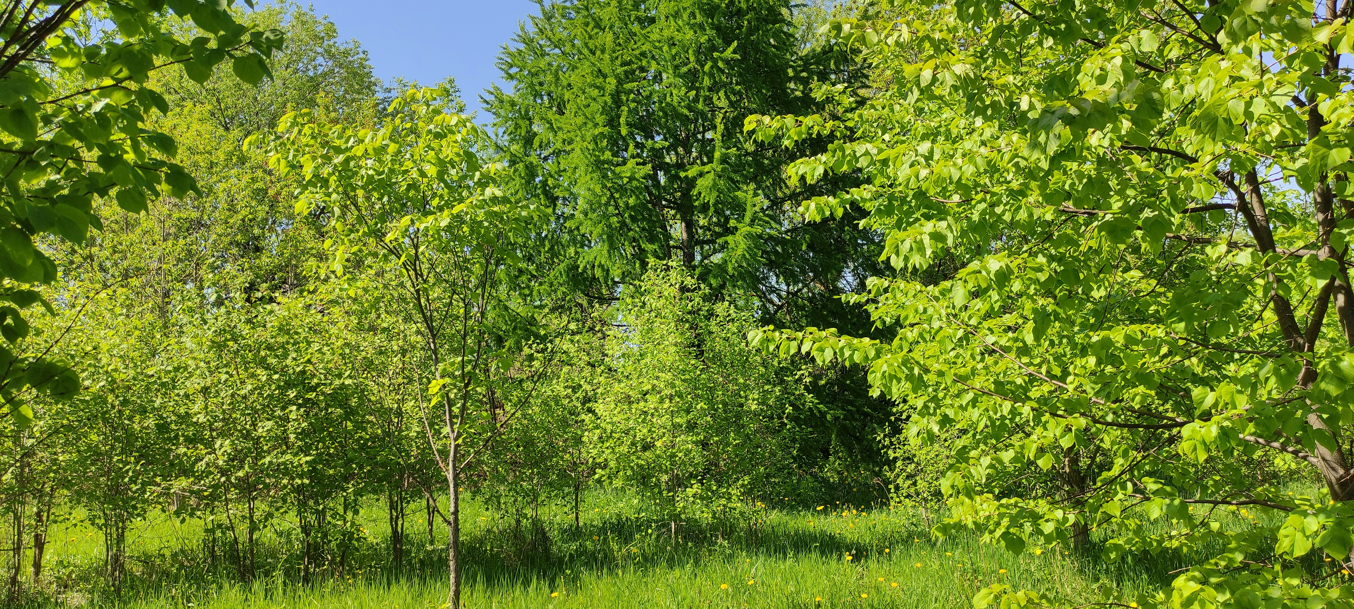 Charming Woodland Puzzle