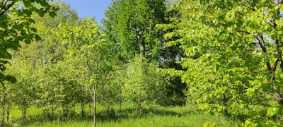 A vibrant forest scene showing volunteers planting trees to restore natural habitats.