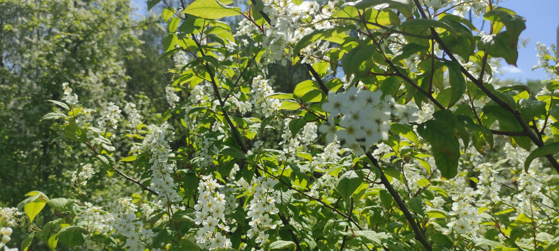 A vibrant outdoor scene showcasing natural light playing through leaves, highlighting the beauty of everyday moments.