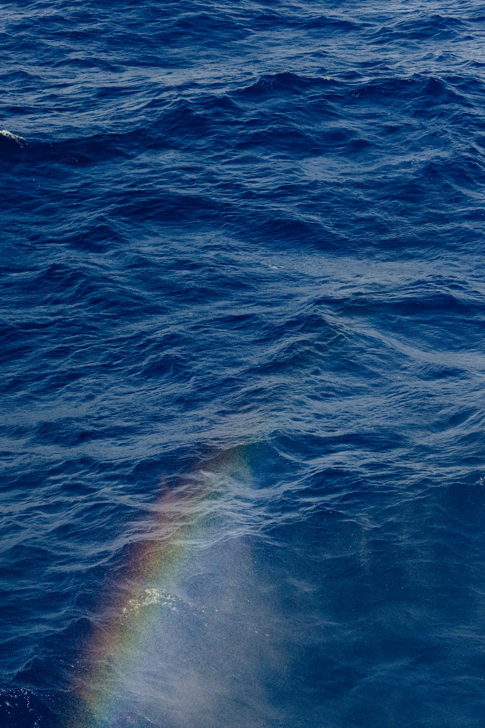 a rainbow in the middle of a body of water
