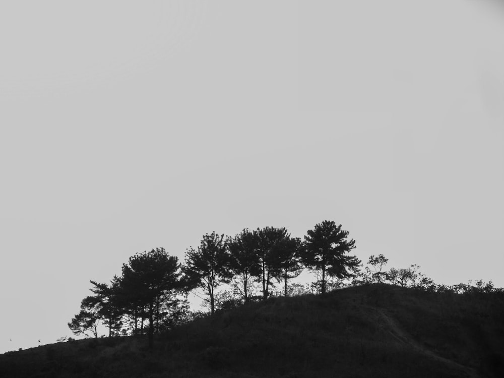 언덕 위의 나무들의 흑백 사진