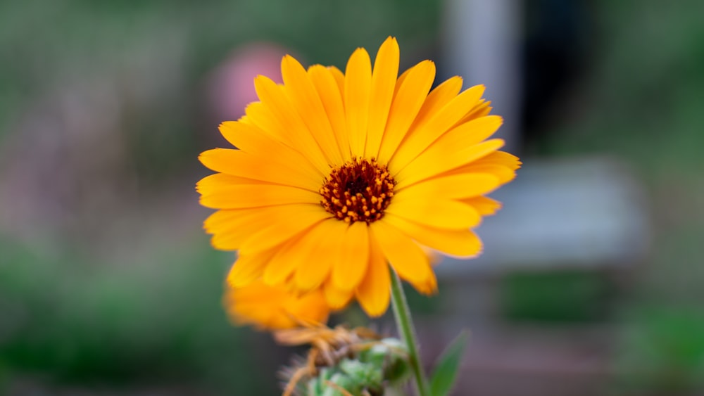 a close up of a yellow flower with a blurry background