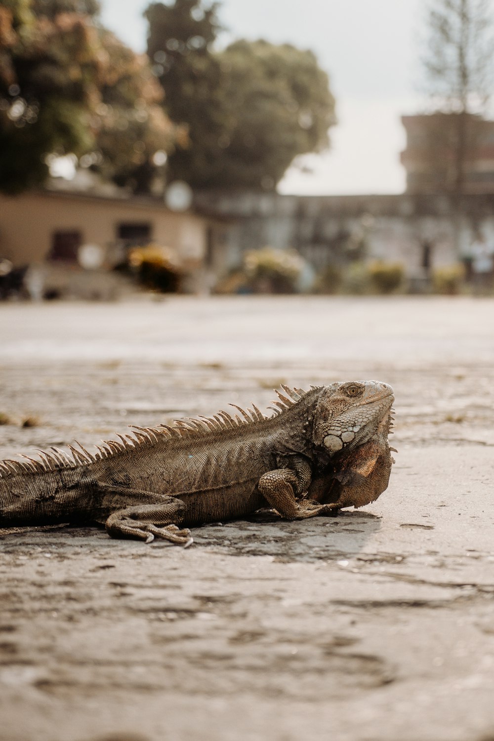 an iguana laying on the ground in a parking lot