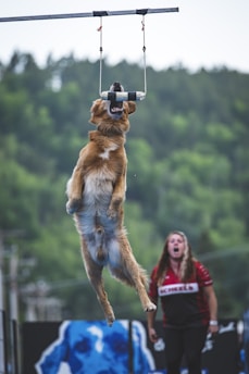 A dog is energetically leaping in the air, gripping a bar suspended by ropes in its mouth. In the background, a person is watching with an expression of excitement. The setting includes a lush, green forested area with blurred trees.