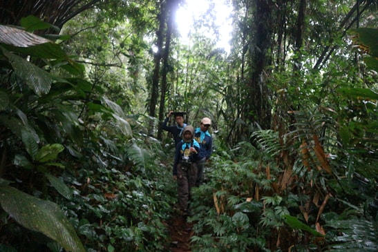 Three people walking through a dense tropical forest, surrounded by tall trees and lush greenery. They appear to be on a hiking or trekking adventure, carrying backpacks and wearing outdoor clothing. The forest appears wet and verdant, with sunlight filtering through the canopy.