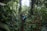 Three people walking through a dense tropical forest, surrounded by tall trees and lush greenery. They appear to be on a hiking or trekking adventure, carrying backpacks and wearing outdoor clothing. The forest appears wet and verdant, with sunlight filtering through the canopy.