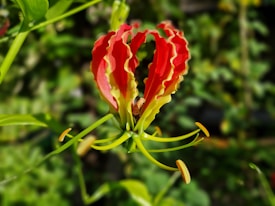 A vibrant red and yellow flower with wavy petals and slender green stems set against a lush green background. The petals are uniquely curvaceous and pointed, adding to the exotic appearance of the bloom.