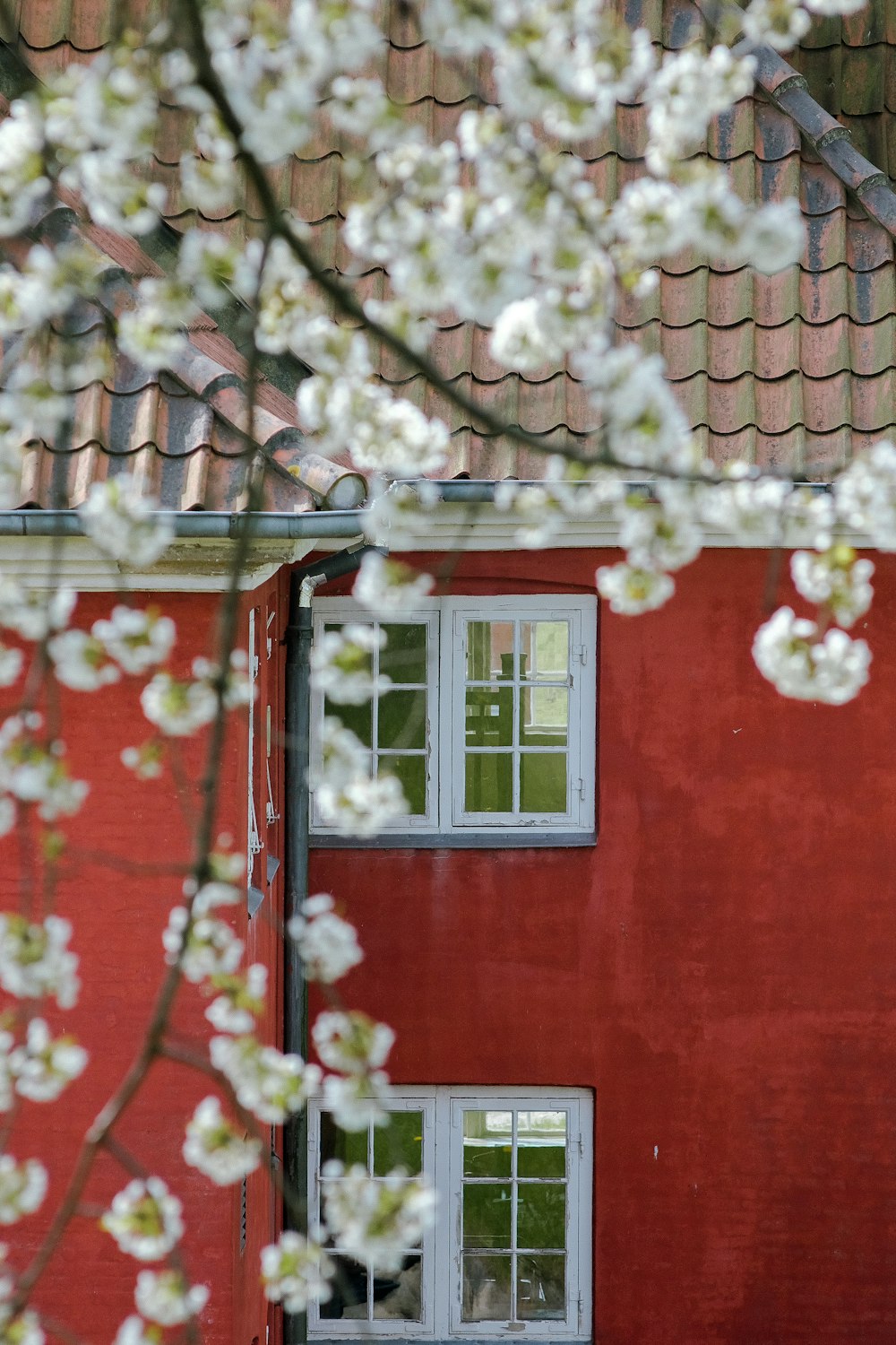 a red building with two windows and a tree with white flowers