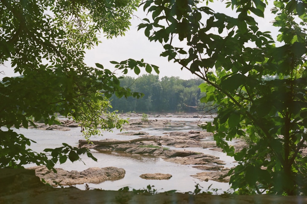 a river running through a lush green forest